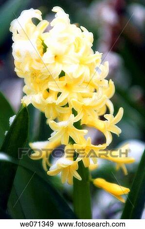 Yellow Hyacinth covered with snow. Hyacinthus orientalis hybrid. April 2007, Maryland, USA View Large Photo Image Stock Photo - Yellow Hyacinth covered with snow. Hyacinthus orientalis hybrid. April 2007, Maryland, USA. Fotosearch