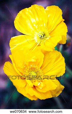 Yellow Iceland Poppy Duo. Papaver nudicaule. March 2007, South Carolina, USA View Large Photo Image Picture - Yellow Iceland Poppy Duo. Papaver nudicaule. March 2007, South Carolina, USA. Fotosearch