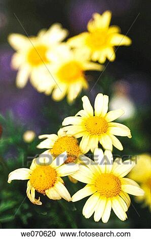 Yellow Marguerite Daisies. Argyranthemum frutescens. July 2006, Maryland, USA View Large Photo Image Stock Image - Yellow Marguerite Daisies. Argyranthemum frutescens. July 2006, Maryland, USA. Fotosearch