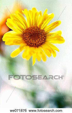 Yellow Marigold. Calendula officinalis. August 2007, Maryland, USA View Large Photo Image Stock Photograph - Yellow Marigold. Calendula officinalis. August 2007, Maryland, USA. Fotosearch
