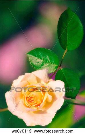 Yellow Rose Bloom. Rosa hybrid. June 2006 View Large Photo Image Stock Image - Yellow Rose Bloom. Rosa hybrid. June 2006. Fotosearch