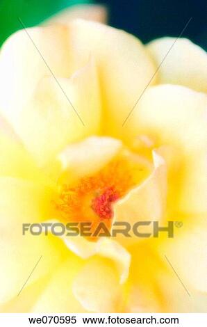 Yellow Rose Close-up. Rosa hybrid May 2006. Maryland, USA View Large Photo Image Stock Photography - Yellow Rose Close-up. Rosa hybrid May 2006. Maryland, USA. Fotosearch