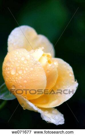 Yellow Rose. Rosa hybrid. June 2005, Maryland, USA View Large Photo Image Stock Photo - Yellow Rose. Rosa hybrid. June 2005, Maryland, USA. Fotosearch