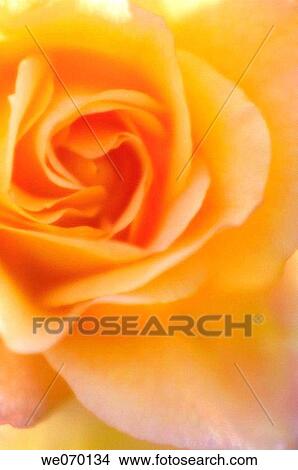 Yellow Rose. Rosa hybrid. May 2006, Maryland, USA View Large Photo Image Picture - Yellow Rose. Rosa hybrid. May 2006, Maryland, USA. Fotosearch