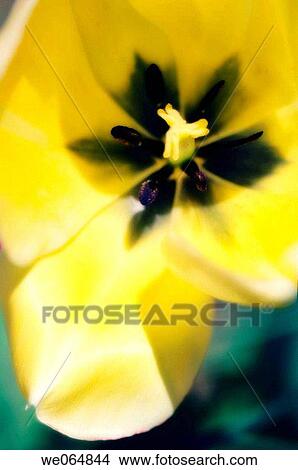 Yellow Tulip Close_up. Tulipa Darwin hybrid. April 2007, Maryland, USA View Large Photo Image Picture - Yellow Tulip Close_up. Tulipa Darwin hybrid. April 2007, Maryland, USA. Fotosearch