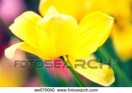 Yellow Tulip. Tulipa hybrid. April 2007, Maryland, USA View Large Photo Image Stock Image - Yellow Tulip. Tulipa hybrid. April 2007, Maryland, USA. Fotosearch
