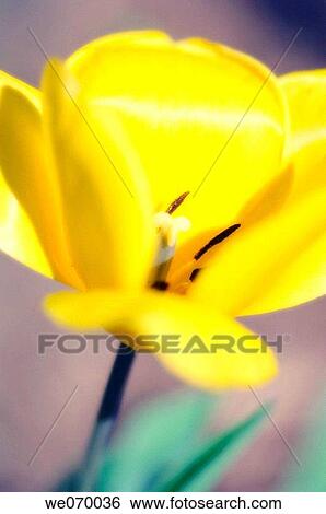 Yellow Tulip. Tulipa hybrid. April 2007, Maryland, USA View Large Photo Image Stock Photograph - Yellow Tulip. Tulipa hybrid. April 2007, Maryland, USA. Fotosearch