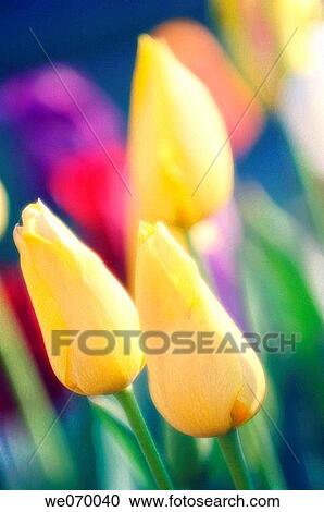 Yellow Tulips. Tulipa hybrid. April 2007, Maryland, USA View Large Photo Image Stock Image - Yellow Tulips. Tulipa hybrid. April 2007, Maryland, USA. Fotosearch