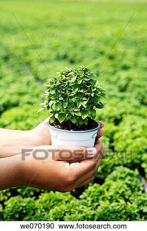 Young basil plants, plant producer in San Juan, Mallorca View Large Photo Image Stock Image - Young basil plants, plant producer in San Juan, Mallorca. Fotosearch