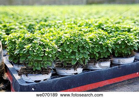 Young basil plants, plant producer in San Juan, Mallorca View Large Photo Image Stock Photo - Young basil plants, plant producer in San Juan, Mallorca. Fotosearch