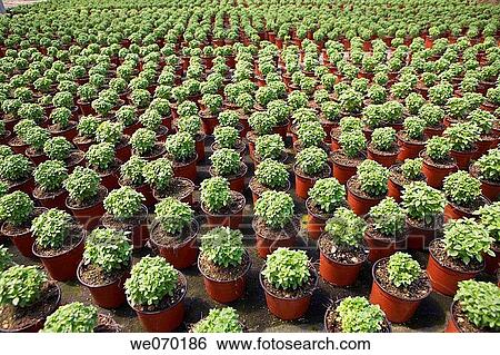 Young basil plants, plant producer in San Juan, Mallorca View Large Photo Image Stock Photograph - Young basil plants, plant producer in San Juan, Mallorca. Fotosearch