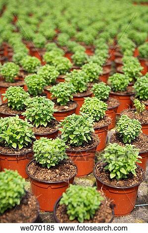 Stock Photography - Young basil plants, plant producer in San Juan, Mallorca. Fotosearch