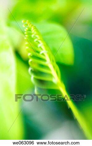 Young Fern Leaf. November 2006, Maryland, USA View Large Photo Image Stock Photograph - Young Fern Leaf. November 2006, Maryland, USA. Fotosearch