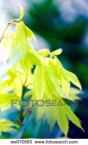 Young Leaves on Japanese Maple. Full Moon Maple. Acer japonicum. April 2006. Maryland, USA View Large Photo Image Stock Image - Young Leaves on Japanese Maple. Full Moon Maple. Acer japonicum. April 2006. Maryland, USA. Fotosearch