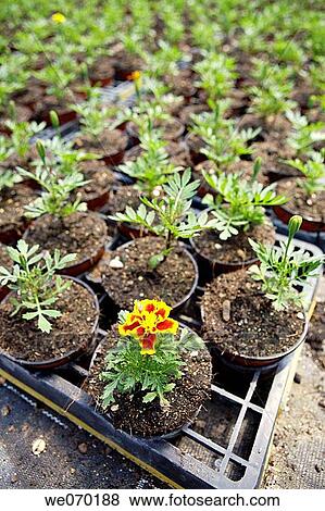 Young Marigold plants (Tagetes), nursery in San Juan, Mallorca View Large Photo Image Stock Photo - Young Marigold plants (Tagetes), nursery in San Juan, Mallorca. Fotosearch