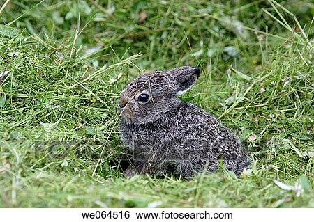 Young snow-hare (Lepus timidus), Lidebro, H÷ga Kusten, coast of Baltic Sea, V? sternorrlands l? n, Sweden, Scandinavia, Europe View Large Photo Image Stock Photograph - Young snow-hare (Lepus timidus), Lidebro, H÷ga Kusten, coast of Baltic Sea, V? sternorrlands l? n, Sweden, Scandinavia, Europe. Fotosearch