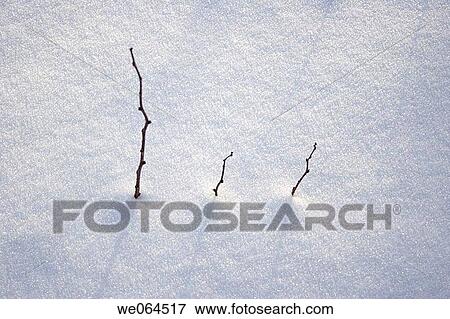 Young trees peeping out of the snow. H÷ga Kusten, coast of Baltic Sea, V? sternorrlands l? n, Sweden, Scandinavia, Europe View Large Photo Image Stock Photo - Young trees peeping out of the snow. H÷ga Kusten, coast of Baltic Sea, V? sternorrlands l? n, Sweden, Scandinavia, Europe. Fotosearch