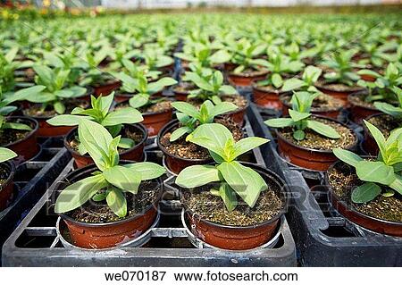 Young Zinnia plants, plant producer in San Juan, Mallorca View Large Photo Image Stock Photo - Young Zinnia plants, plant producer in San Juan, Mallorca. Fotosearch