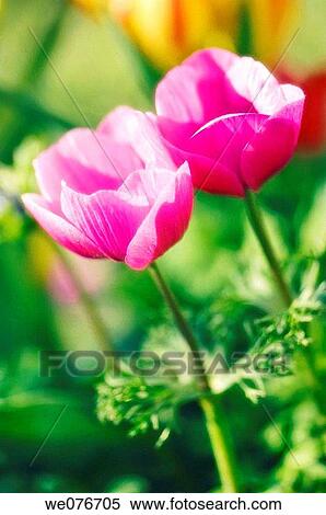 A Pair of Pink Anemone Poppy Flowers. Anemone coronaria. April 2007, Maryland, USA View Large Photo Image Stock Photography - A Pair of Pink Anemone Poppy Flowers. Anemone coronaria. April 2007, Maryland, USA. Fotosearch