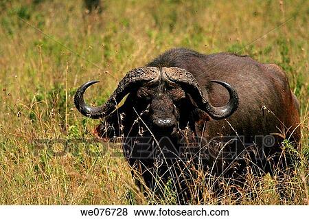 African Buffalo at Lake Nakuru, Kenya View Large Photo Image Stock Photo - African Buffalo at Lake Nakuru, Kenya. Fotosearch