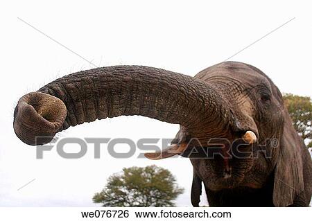 African Elephant View Large Photo Image Stock Photograph - African Elephant. Fotosearch