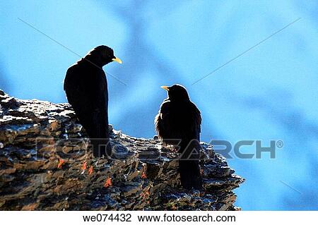 Alpine Chough (Pyrrhocorax graculus), Swiss Alps, Schilthorn, Bernese Oberland, Bern, Switzerland View Large Photo Image Stock Image - Alpine Chough (Pyrrhocorax graculus), Swiss Alps, Schilthorn, Bernese Oberland, Bern, Switzerland. Fotosearch