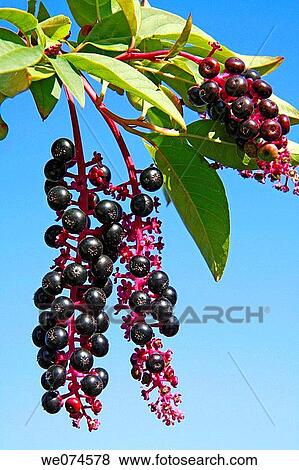 American Pokeweed (Phytolacca americana) View Large Photo Image Stock Photo - American Pokeweed (Phytolacca americana). Fotosearch
