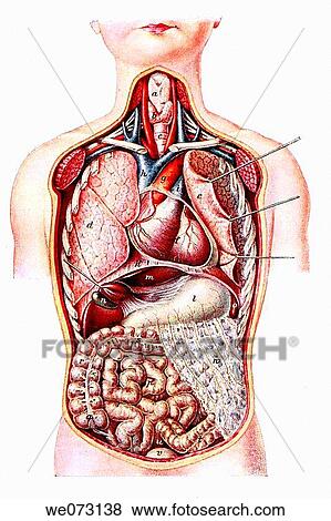 Anatomy View Large Photo Image Stock Photo - Anatomy. Fotosearch