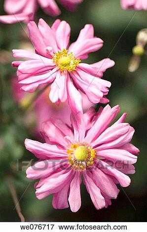 Anemone hupehensis. Japanese Anemone Duo. November 2006, Maryland, USA View Large Photo Image Stock Photo - Anemone hupehensis. Japanese Anemone Duo. November 2006, Maryland, USA. Fotosearch