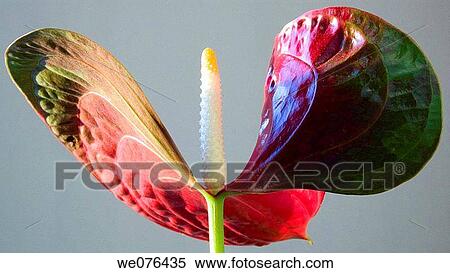 Stock Photography - Anthurium (Anthurium scherzerianum). Fotosearch
