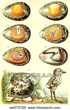 antiquity, 20th, antique, animal, aged, 19th View Large Photo Image Stock Photo - antiquity, 20th, antique, animal, aged, 19th. Fotosearch
