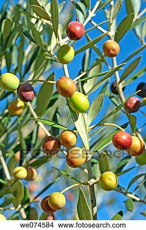 ? Arbequina? olives View Large Photo Image Picture - ? Arbequina? olives. Fotosearch