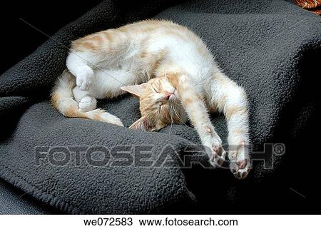 Stock Image - armchair, comfortable, comfort, cat, animal. Fotosearch
