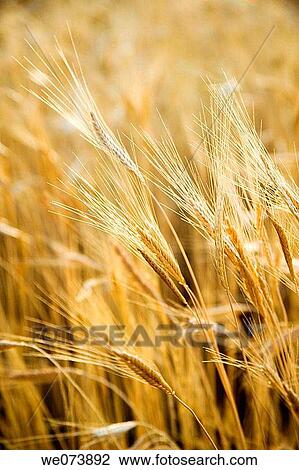 Around Sault in the Provence, France View Large Photo Image Stock Image - Around Sault in the Provence, France. Fotosearch