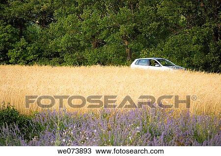 Around Sault in the Provence, France View Large Photo Image Stock Image - Around Sault in the Provence, France. Fotosearch