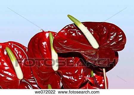 Artificial red Anthuriums. View Large Photo Image Stock Image - Artificial red Anthuriums.. Fotosearch