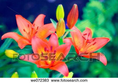 Asiatic Lily Trio. May 2007, Maryland, USA View Large Photo Image Stock Image - Asiatic Lily Trio. May 2007, Maryland, USA. Fotosearch