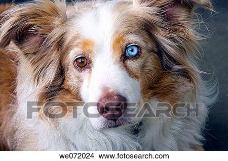 Australian Shephard with two-toned eyes View Large Photo Image Picture - Australian Shephard with two-toned eyes. Fotosearch