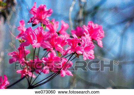 Stock Image - Azalea Blossom. Rhododendron hybrid. March 2007, South Carolina, USA. Fotosearch