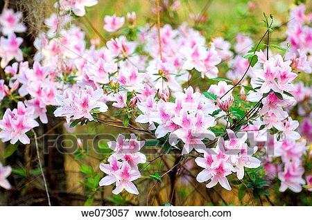 Stock Photo - Azalea Blossom. Rhododendron hybrid. March 2007, South Carolina, USA. Fotosearch