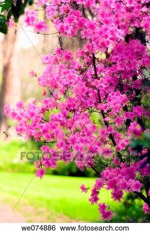 Azalea Blossom. Rhododendron hybrid. March 2006, Maryland, USA View Large Photo Image Stock Photograph - Azalea Blossom. Rhododendron hybrid. March 2006, Maryland, USA. Fotosearch