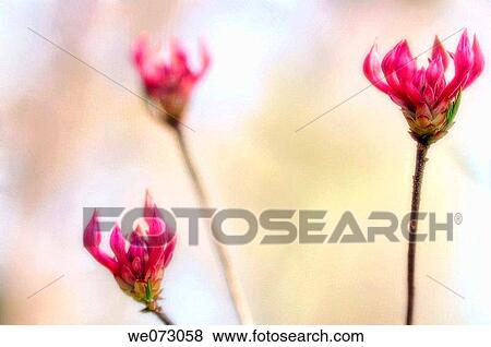 Azalea Buds. Rhododendron hybrid. March 2007, South Carolina, USA View Large Photo Image Stock Photo - Azalea Buds. Rhododendron hybrid. March 2007, South Carolina, USA. Fotosearch