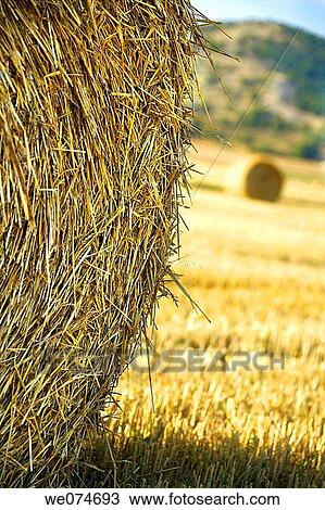 Stock Image - bale, cultivation, country, cereals, agriculture. Fotosearch