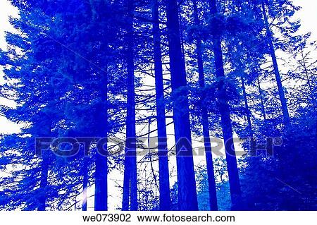 Stock Image - Barcaldine Forest, West Highlands, Scotland, UK. Fotosearch
