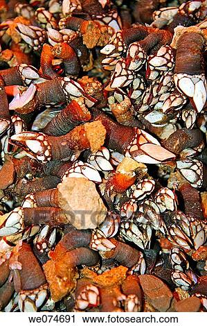 Barnacles for sale at La Boqueria market, Barcelona. Catalonia, Spain View Large Photo Image Stock Image - Barnacles for sale at La Boqueria market, Barcelona. Catalonia, Spain. Fotosearch