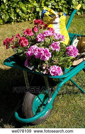 barrow, concept, contemporary, day, flower View Large Photo Image Stock Photo - barrow, concept, contemporary, day, flower. Fotosearch