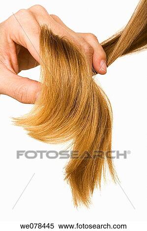 beauty, Beauty Care, brown hair, chestnut hair, clipping path View Large Photo Image Stock Photography - beauty, Beauty Care, brown hair, chestnut hair, clipping path. Fotosearch
