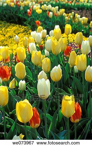 Stock Photo - Bed of Yellow and orange Tulips, Keukenhof Garden, Lisse, Netherlands. Fotosearch