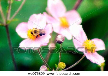 Stock Photo - Bee on Pink Japanese Anemone Flowers. Anemone japonica. September 2006, Maryland, USA. Fotosearch