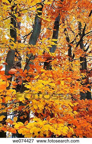 Beech (Fagus sylvatica), autumn leaves on tree, atumn foliage, fall colours, Z? rcher Oberland, Switzerland View Large Photo Image Stock Photo - Beech (Fagus sylvatica), autumn leaves on tree, atumn foliage, fall colours, Z? rcher Oberland, Switzerland. Fotosearch